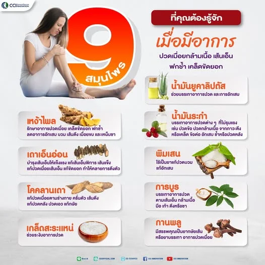 🌿 9 สมุนไพรที่คุณต้องรู้จัก! เจาะลึกสรรพคุณเด็ดสยบทุกอาการปวดเมื่อย 🌿